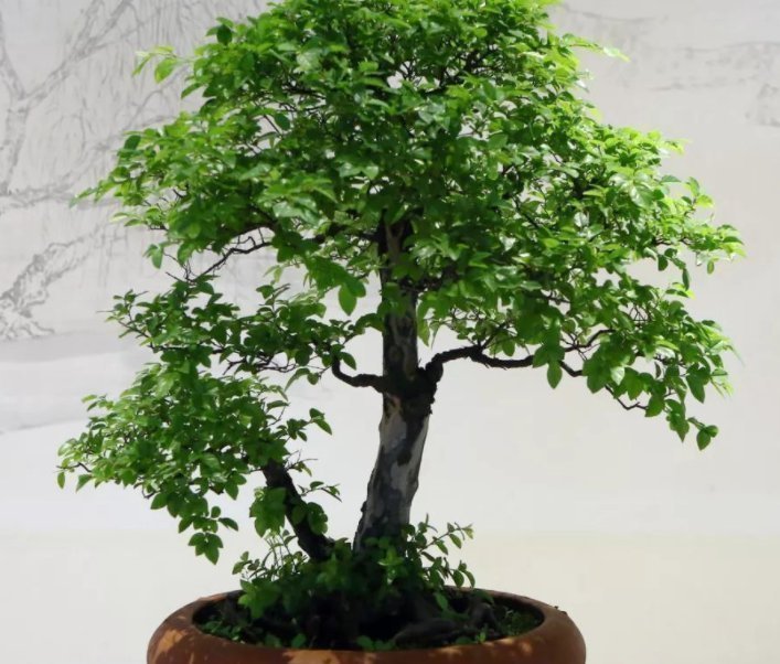 金钱树|名字带“财气”的4种花卉,有钱人养家里都养一盆,寓意财源滚滚