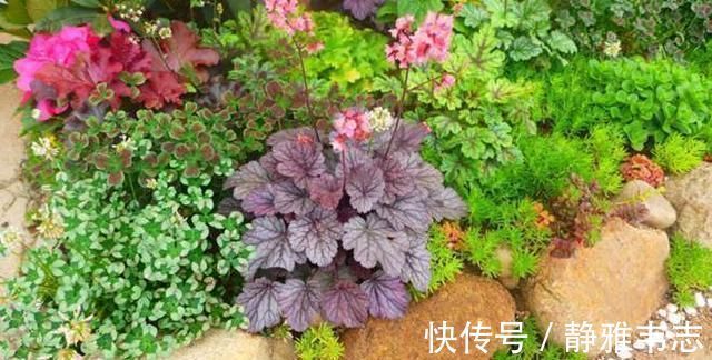 天竺葵|这3种花,冬天不怕冷,夏天不怕热,一年四季有花看!