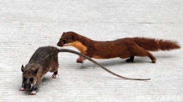 家禽$老祖宗总说黄鼠狼不能杀,科学研究表明,还真不能杀