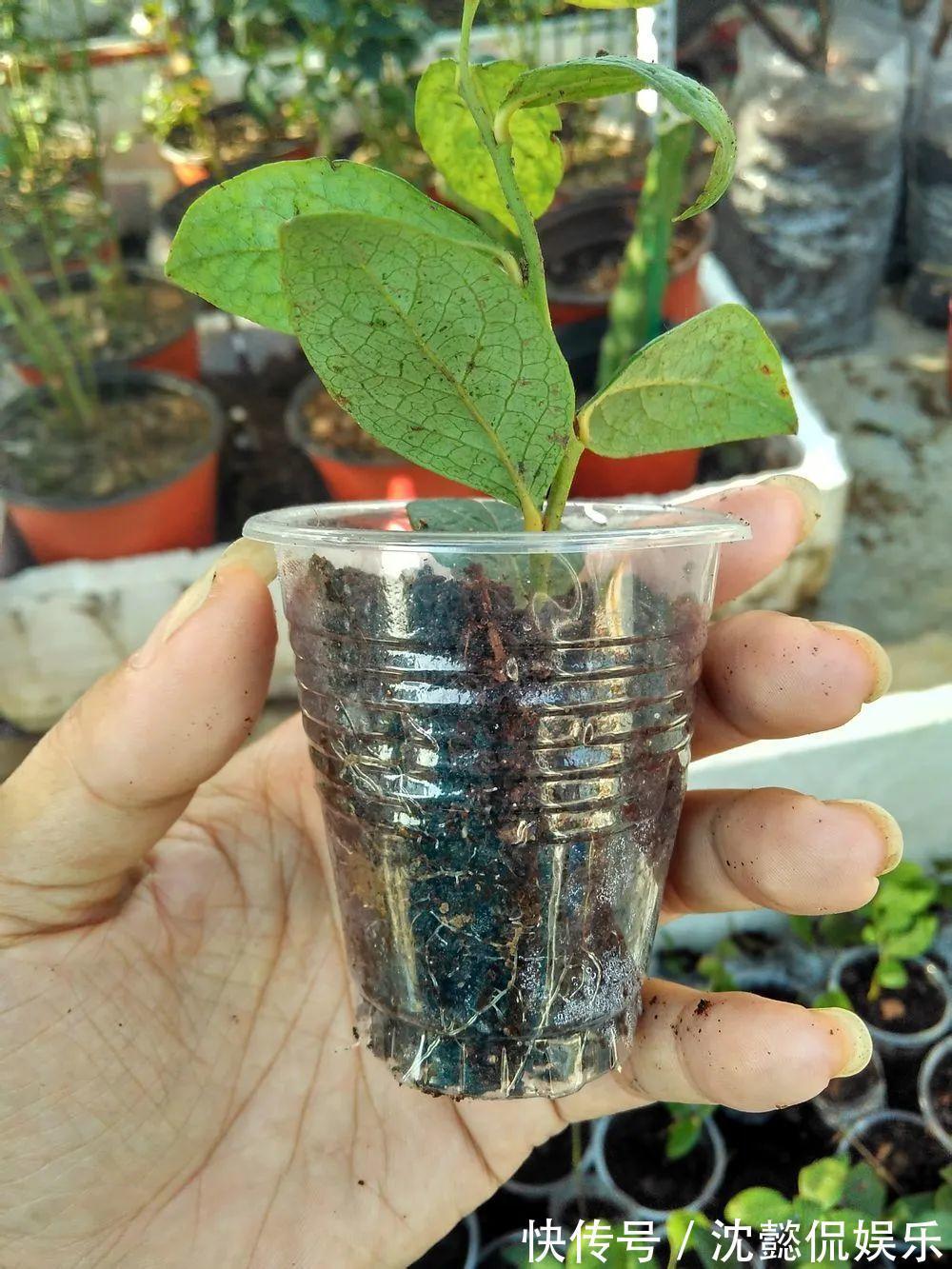 枝条|大粗杆插土里,7天生根,当年结果压弯枝,不用买水果了!