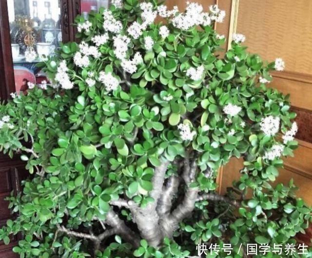 种树|懂花的人，专挑“4种树”养客厅，耐旱好活、富贵生财，寓意好！