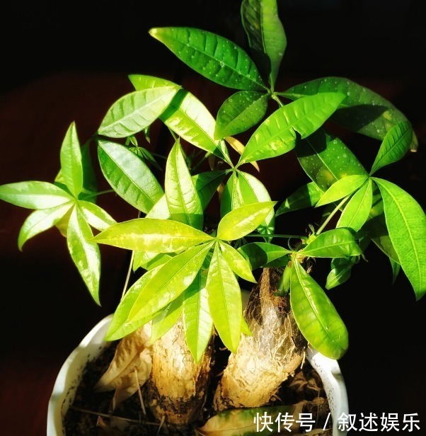 4种名字带“财意”的植物，是吉祥的观赏花，家里有空建议养一盆