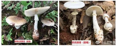 毒蘑菇|警惕！多人因误食中毒住院！