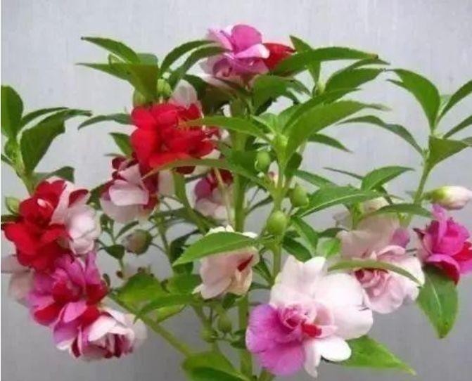 吉祥花|四种花常年开花易爆盆，被称为花卉界的劳模，好养活还不贵