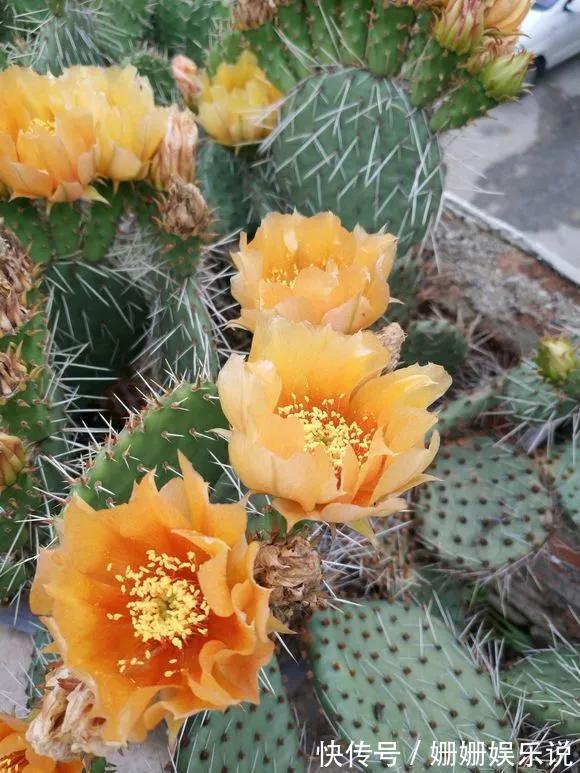 3种“丑花”,长得不怎么样,却能旺运镇宅,关键还好养