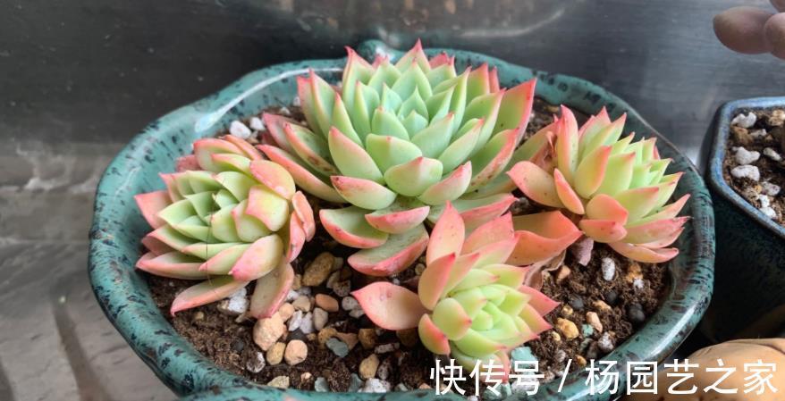 花友|这3类多肉盆栽价钱合适也不值得入手，养不久、养不活