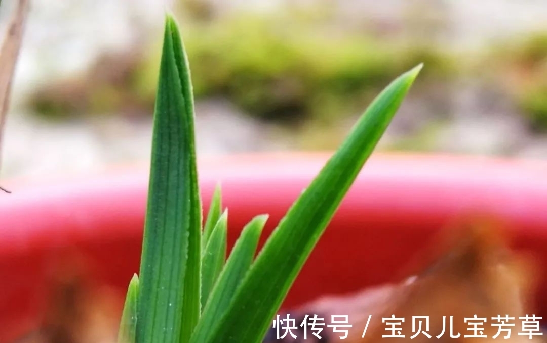 刚买的兰花怎么种？4种常犯的错误，新手兰友要学会避免