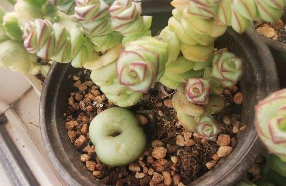 爆盆|家中养就3种花,名字带“钱”寓意好,枝叶多,美观大气又好养