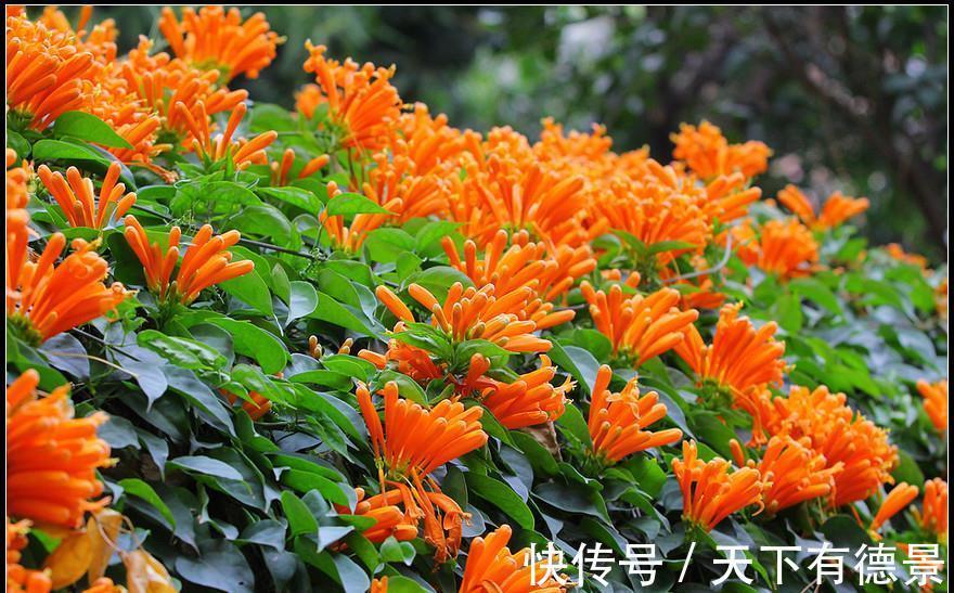 观赏价值|养花试试这几款,品种繁多,枝繁叶茂,超美
