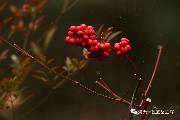 百脉泉|雪泉共舞，百脉氤氲：泉城第一场雪，百脉泉飞花穿庭，盛雪芳华