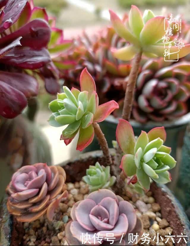 揭秘：那些干净又温暖的多肉照片从哪里来？
