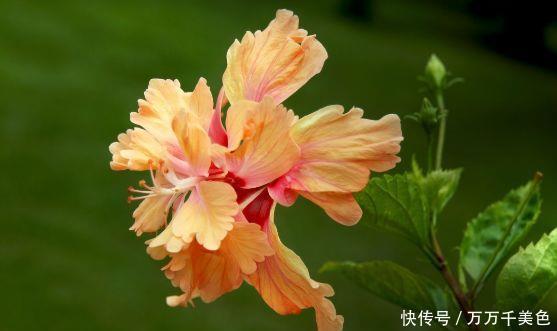 此款花卉花大色艳很漂亮,花期200多天,谁养谁爱