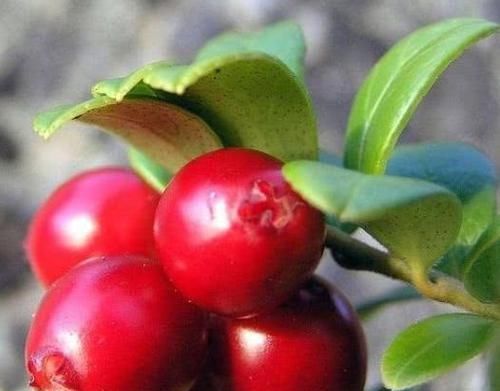 好吃美容的食物，女人坚持吃，减肥瘦身，促进消化，改善皮肤粗糙