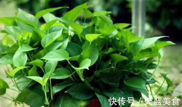 绿萝最喜欢“3种水”,不是淘米水,只需一点点,叶子绿的反光