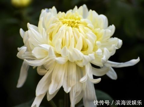 精品|喜欢玫瑰，不如养盆“精品玫瑰”坦尼克，花开花朵肥硕，四季开花