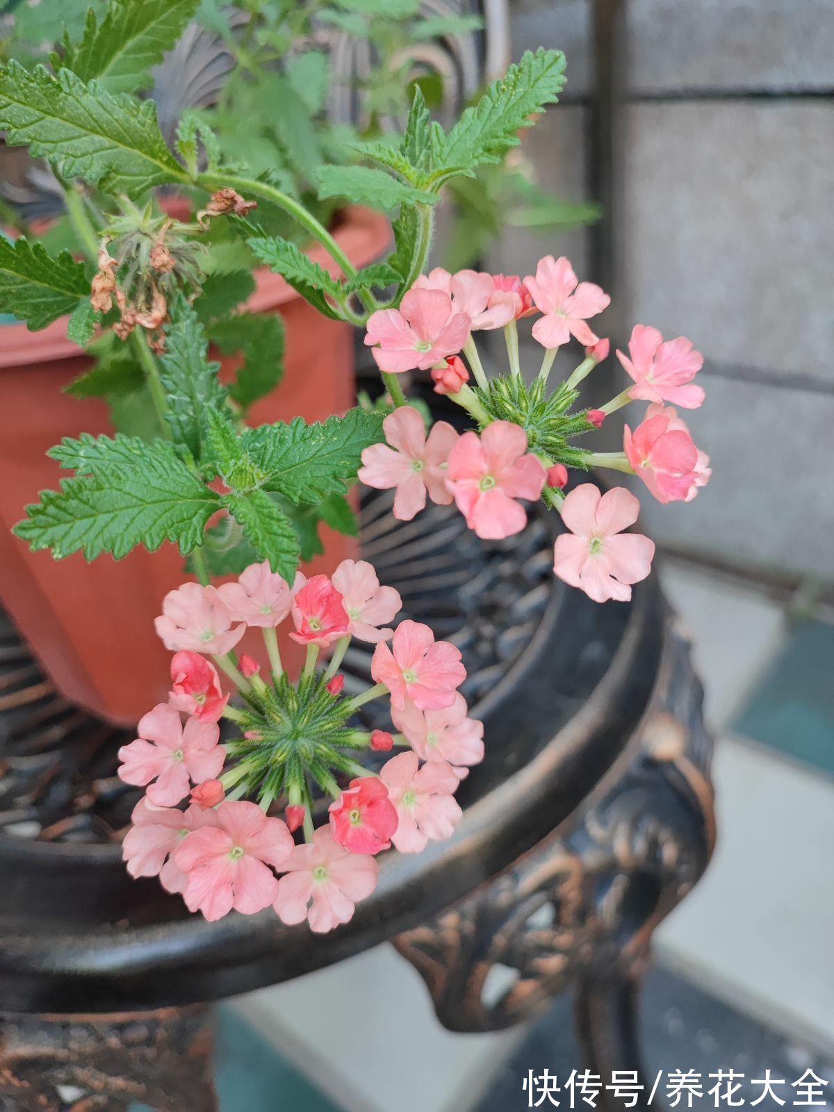 种球|秋冬季缺不了的9种花，南北方都能养，现在准备不算迟