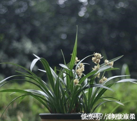 养兰您得学会识别能开花的兰株，否则入不了门