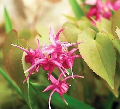 10种出彩的庭院地被花儿，最适合的才是最好的