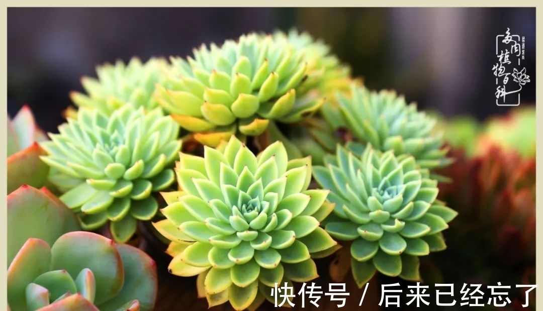 冬天来了,你的多肉让你着迷了吗?