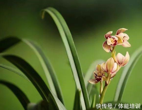 兰花土埋“一料”,不干尖不黄叶,7天蹭蹭冒笋,独苗变层叠群兰!