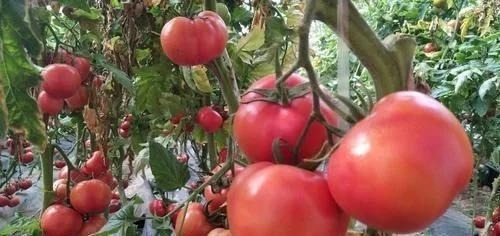 好吃|最有营养的3种食物，排毒养颜、延缓衰老，好吃又健康！