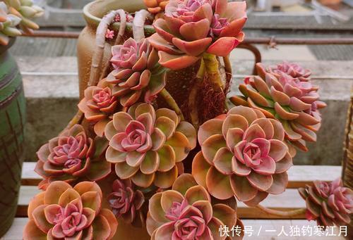 冬天养多肉植物,从2个方面下手,叶子肥嘟嘟,呆萌又可爱