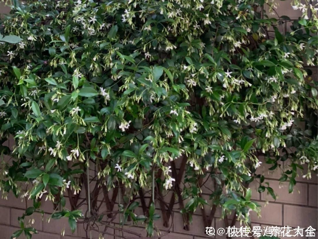 枝条|冬剪开始了,月季看见这种枝,就要赶紧剪