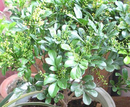 养花,不允许频繁使用高浓度肥料或水,要坚持稀肥多施的原则