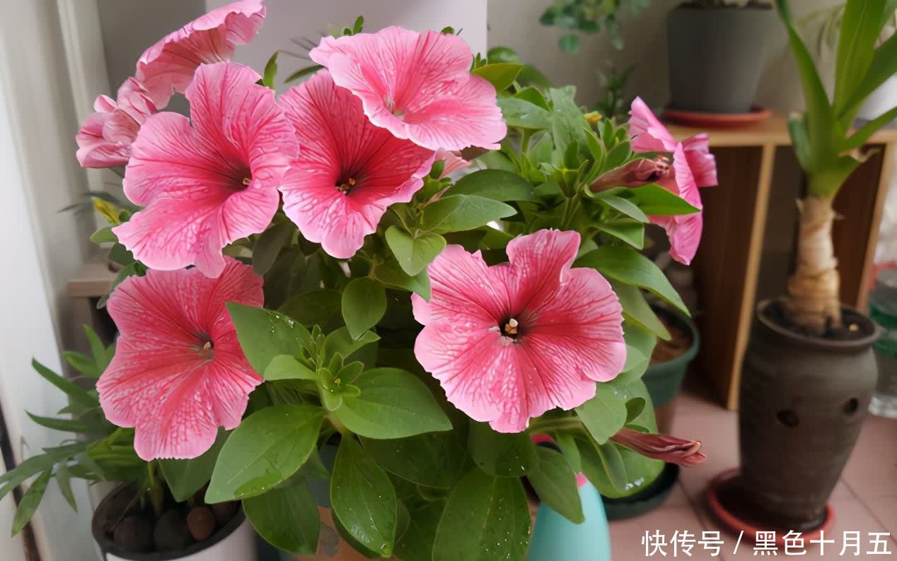 花肥|蛋壳的营养、制肥方法、养花的好处,大家知道多少?