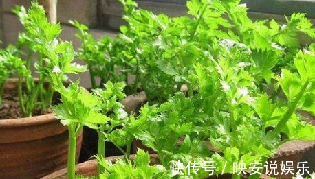 芹菜|还愁没菜吃吗家里种芹菜不用种子不用苗,用这个方法十天长满盆