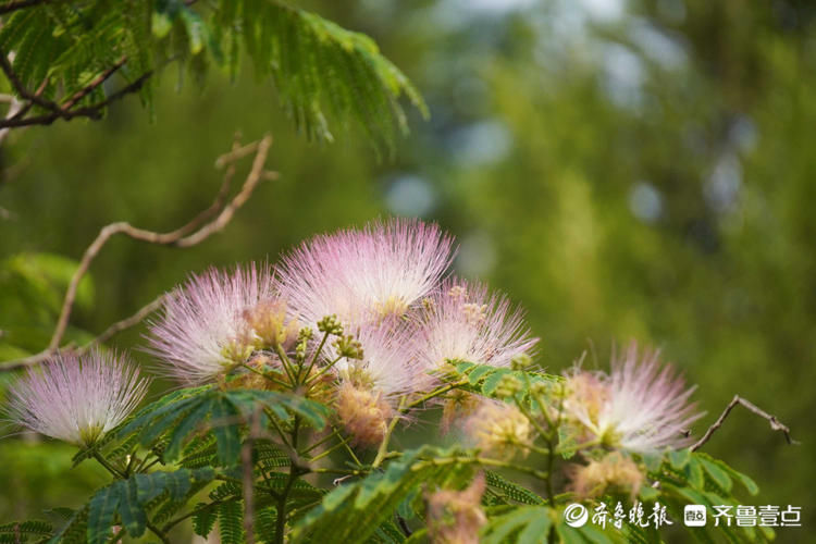 灿若云霞！济南泉城公园合欢花绽放，恰似粉萌萌的扇子|花开齐鲁| 齐鲁壹点