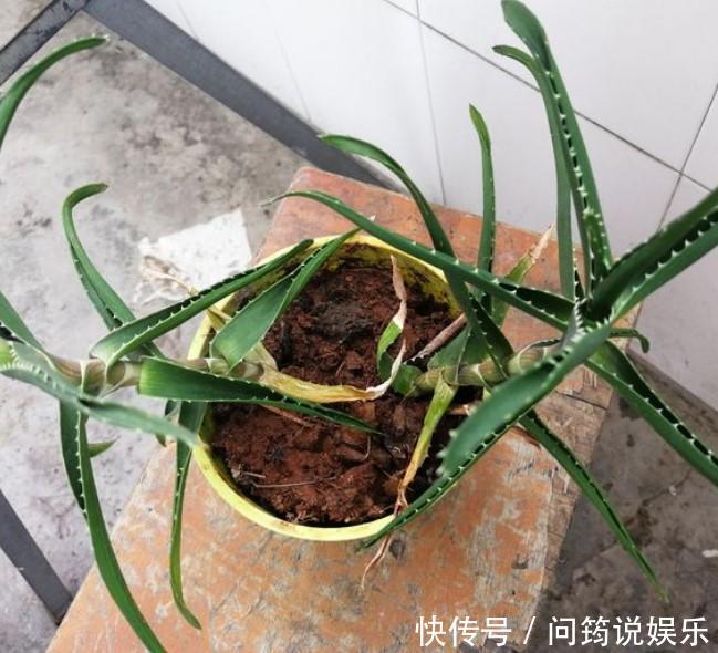 家中的芦荟出现卷叶,对症下药,叶子才会“膨胀”起来!