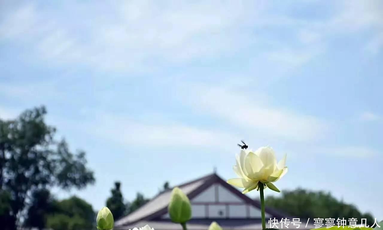 游白洋淀赏荷花, 寻找嘎子哥的影子