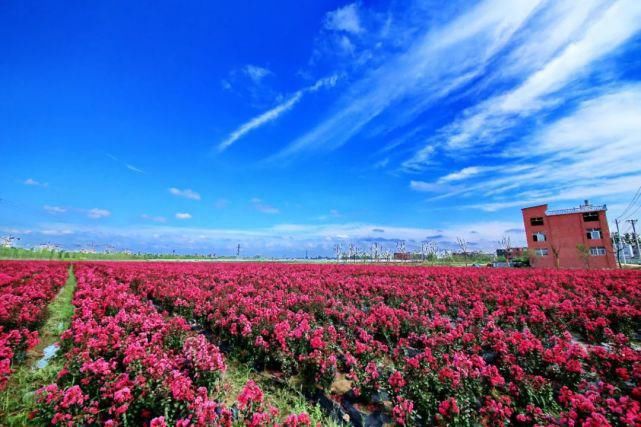 颍上“赏花地图”来了！一起去踏春、赏花吗？