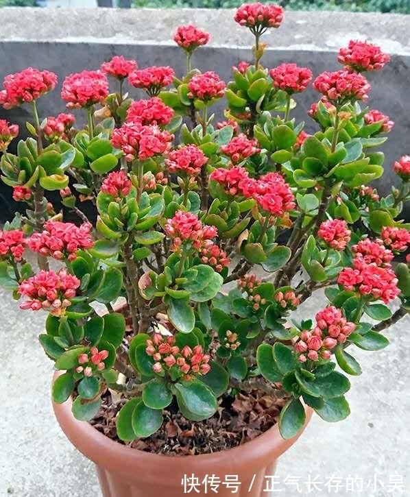 长寿花有“4喜”和“3怕”,冬天养护尤其要注意