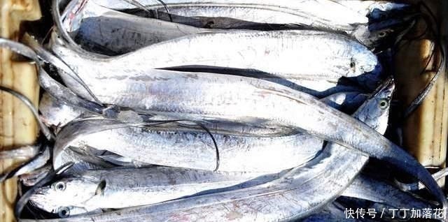 买带鱼别管大小,认准这4种买准没错,肉质厚嫩鲜美,保证新鲜