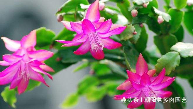 养蟹爪兰,花盆里撒点‘小豆豆’,叶子坚挺开花旺