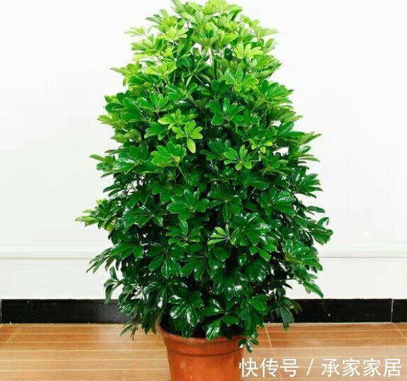 复合肥|推荐8款寓意好的植物，客厅养一盆，皮实好养还有好兆头