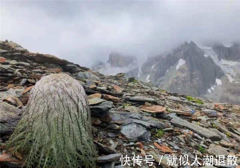 麦朵|常被误认成雪莲花，如今开花正当季，遇见请勿采挖和购买