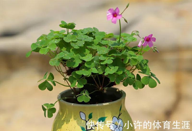 难怪你养不好花,身边宝贝都被你忽视了,看看如何使用吧