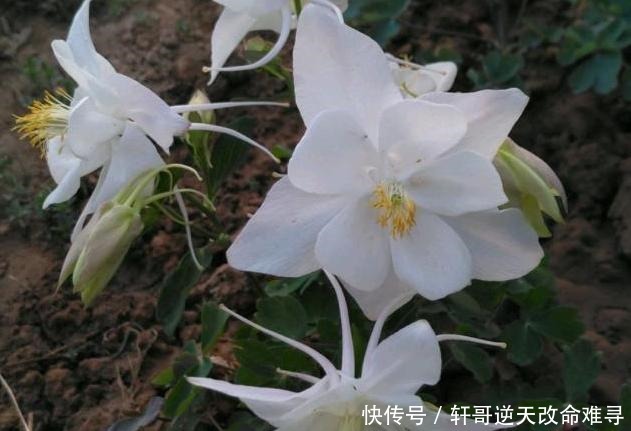 天冷不知养啥花那就养盆它,冬天不用管,春天也能开出一片花海!