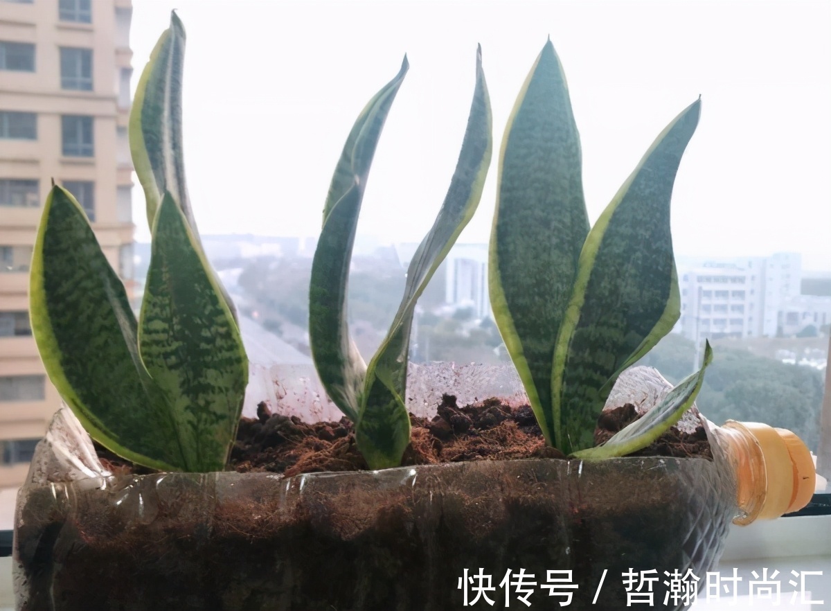 养花缺少花盆的话,多收集些它们“加工”就够了!