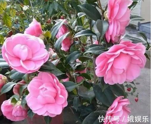 酸性|养杜鹃、茶花,不长新叶不开花,学会1招,年年开花,花开满盆!