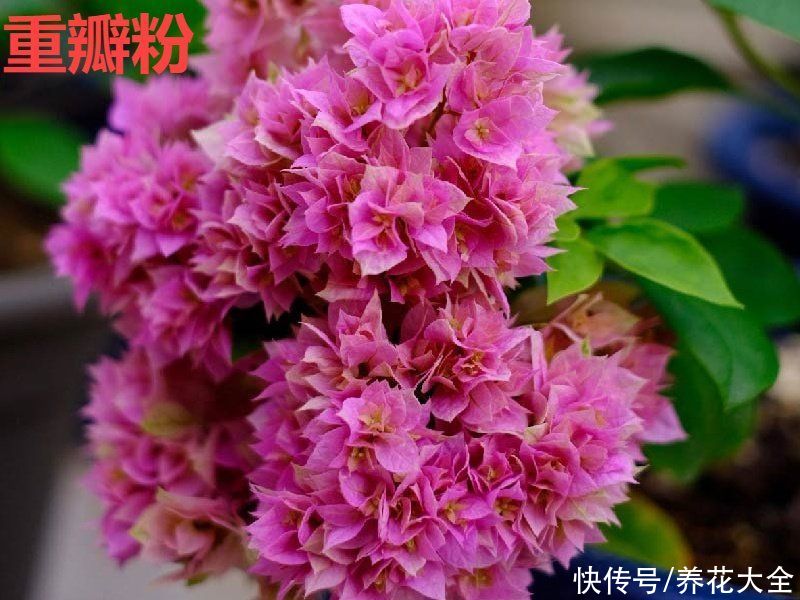 抗病、不招虫的天竺葵，屋里养一盆，开花一茬接一茬