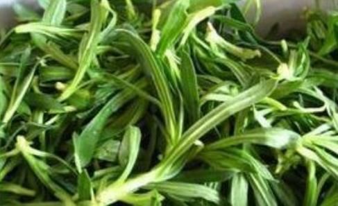 营养价值|农村常见的2种野菜，不但营养价值高，润肺止咳也有奇效！