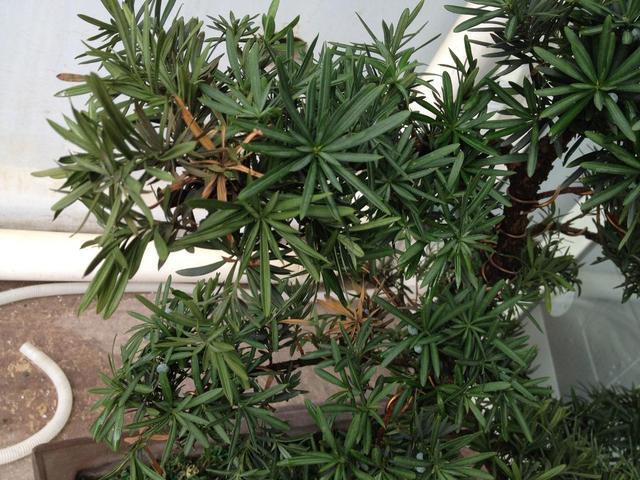 秋天碰到这2种树,找根树枝就能扦插,成活变成小盆栽,来年开花