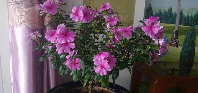 一款开花最勤快的植物,天天开花,养护容易,是盆栽佳品,还可做盆景