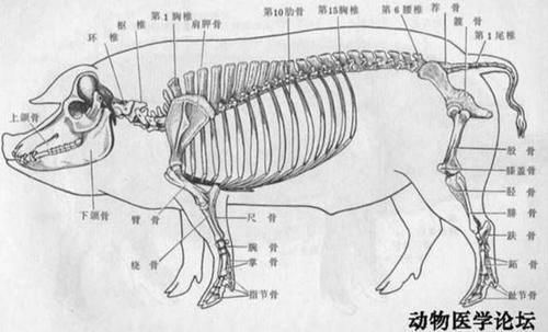 排骨|买排骨,“前排”、“中排”、“后排”差别大,弄清楚了,少花冤枉钱