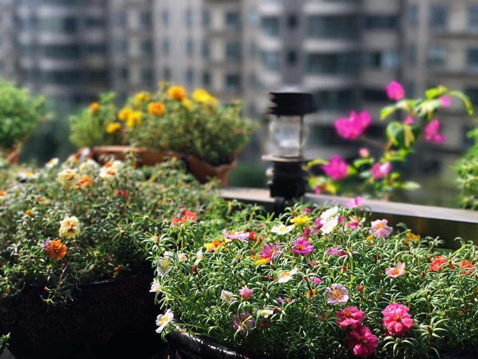 植株|养4种花“当心”，生长太快，就像“生物入侵”，养多了清理难