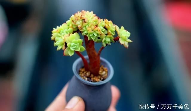 多肉饿着养,个个土肥圆,越矮越小越值钱